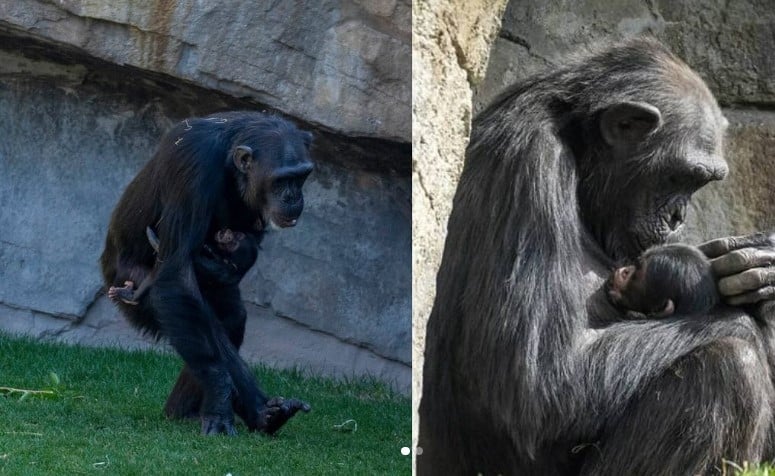 chimpancé