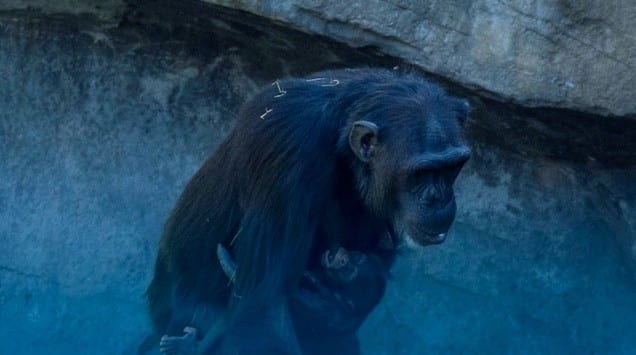 chimpancé