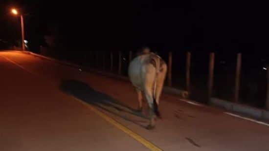 vaca