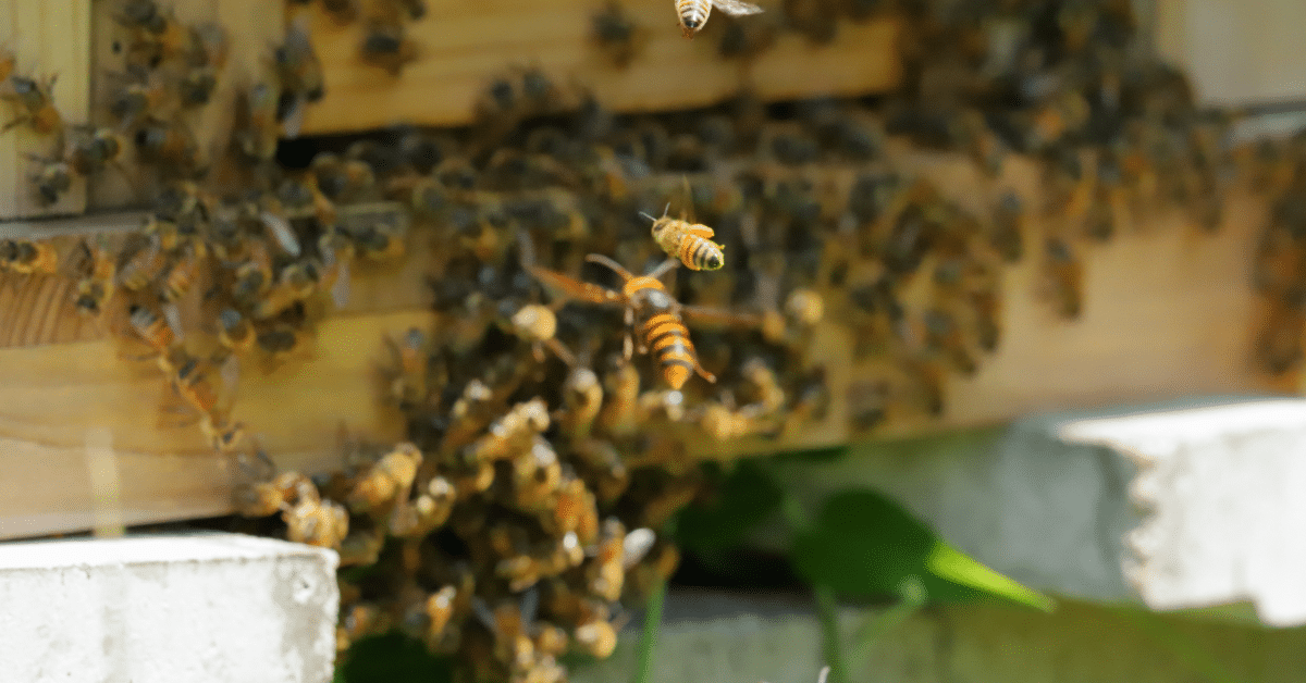 abejas