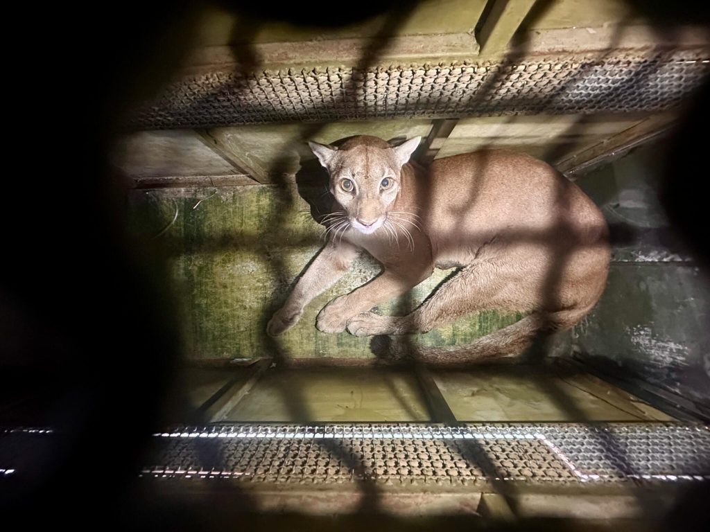 pumas