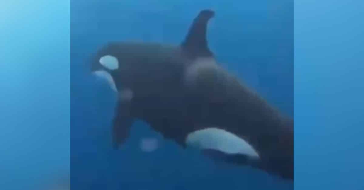 orcas