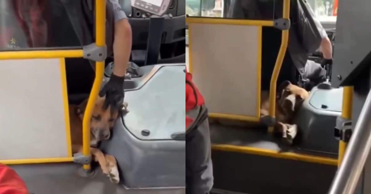perrito