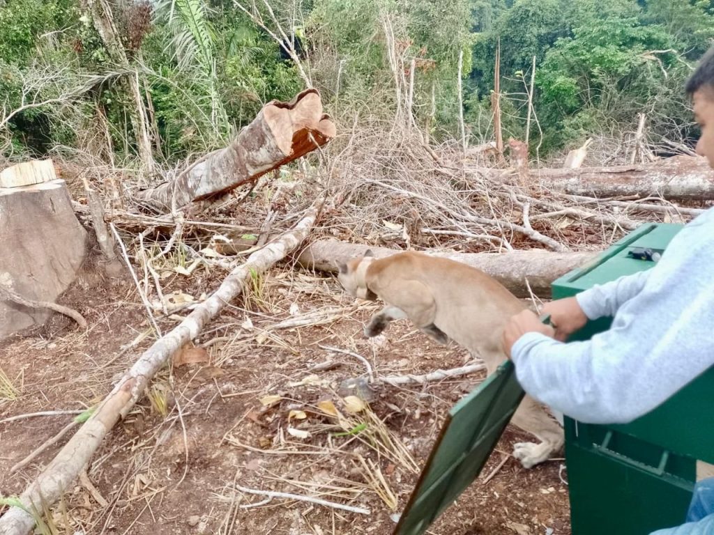 pumas 