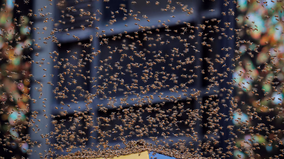 abejas