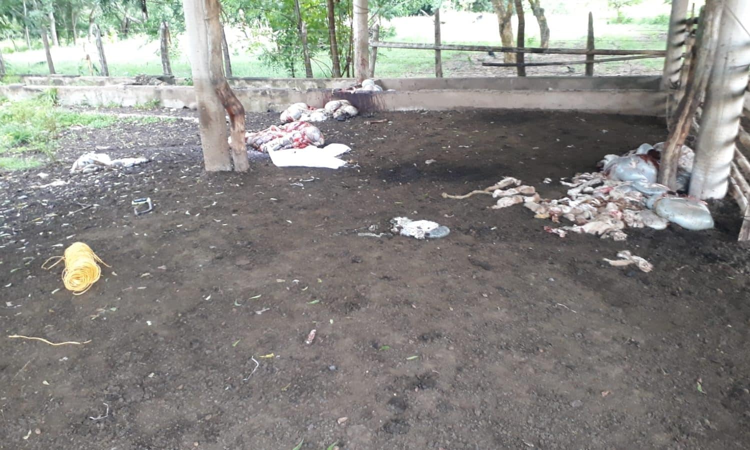 carnero