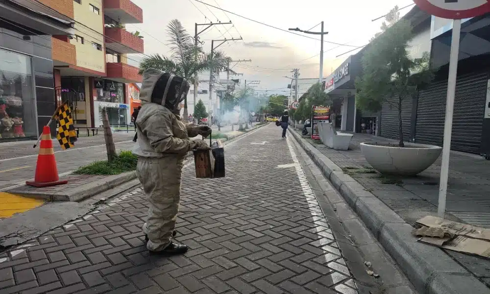 abejas