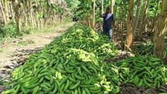 plátano