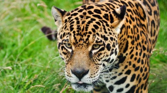 Jaguar