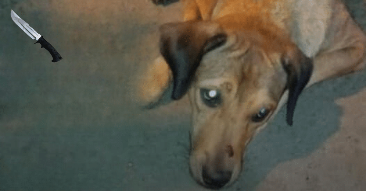 perrita