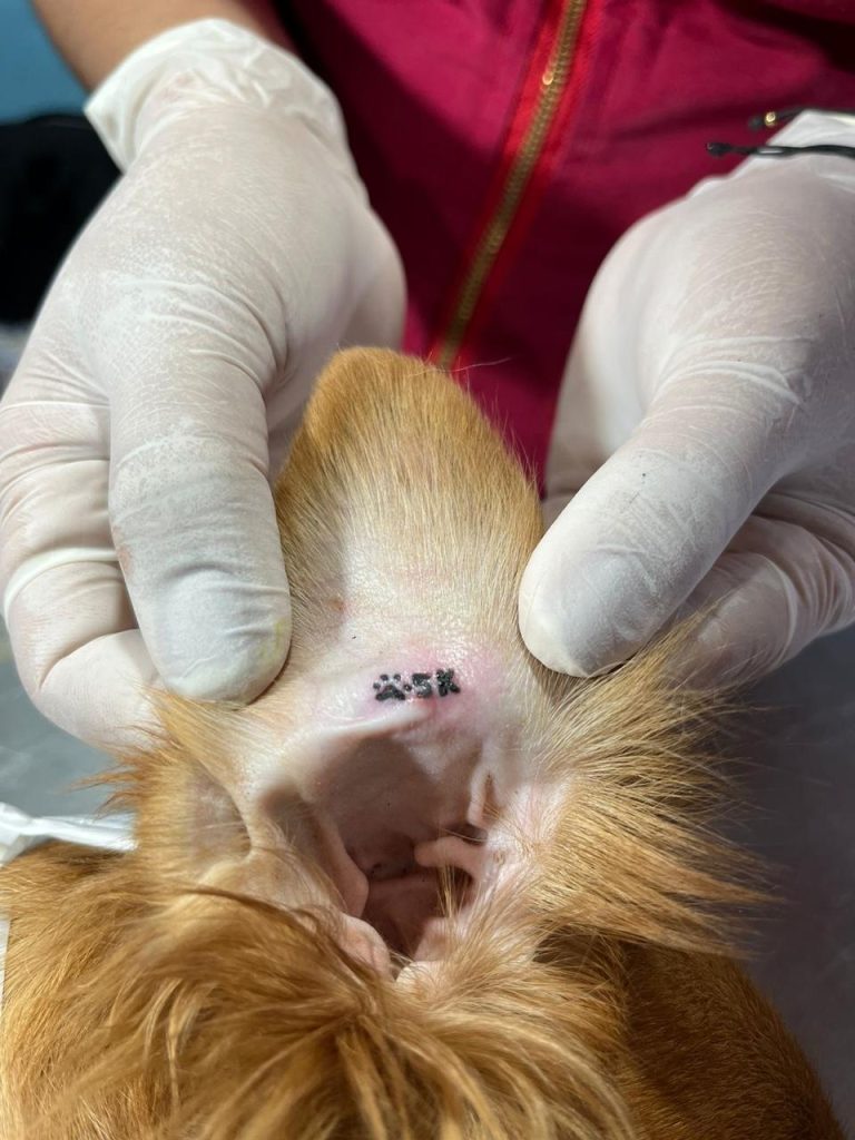 esterilizar 