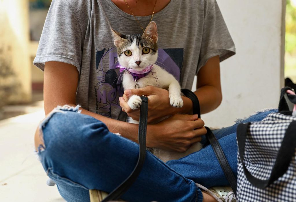 esterilizar