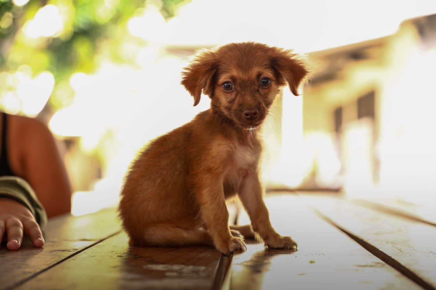 esterilizar