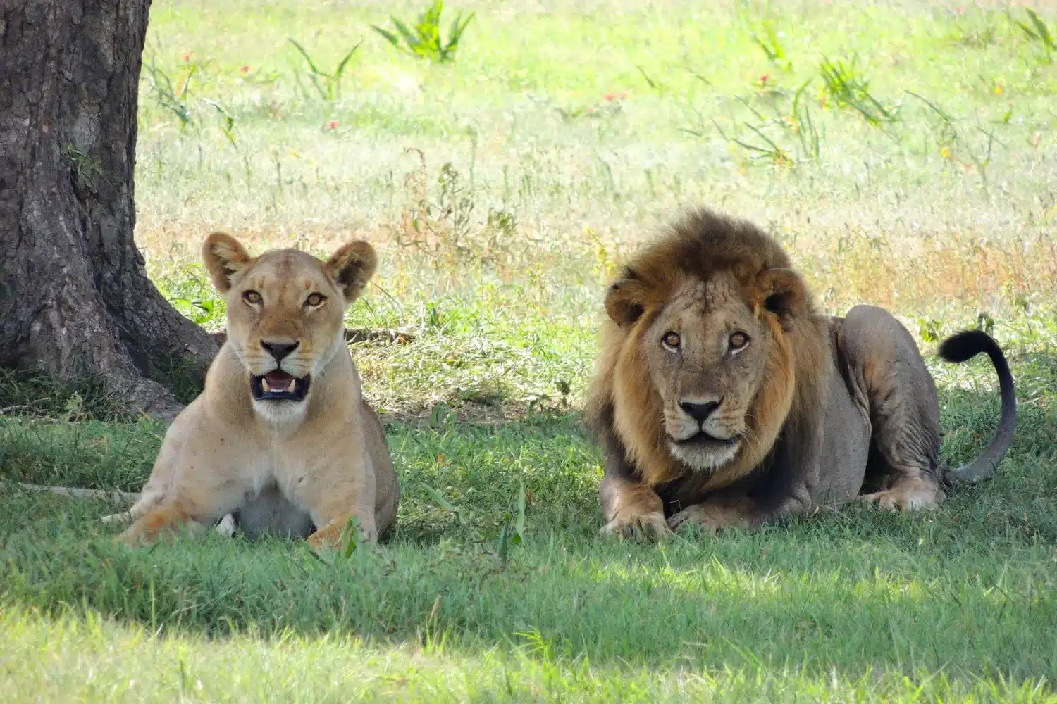 leones