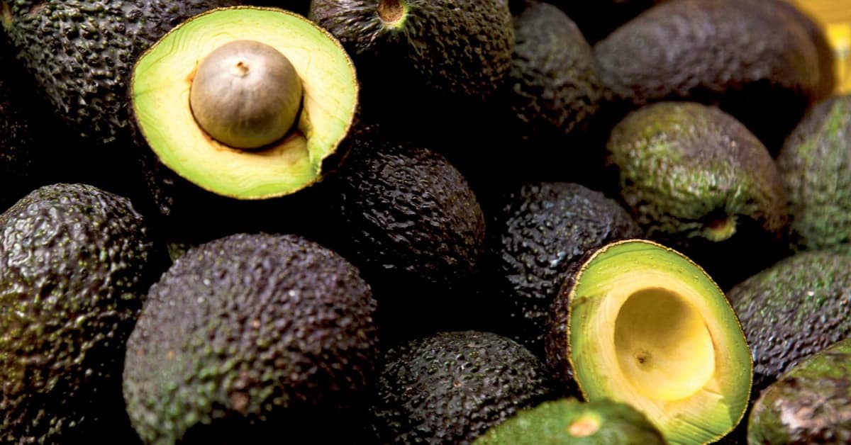 aguacate hass