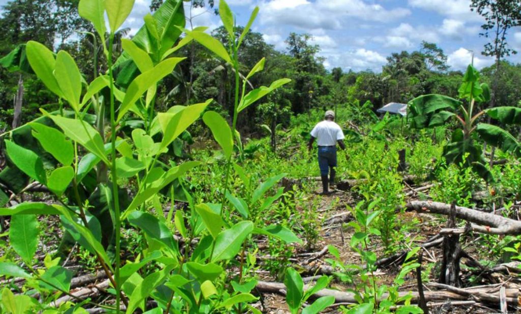 cultivos de coca