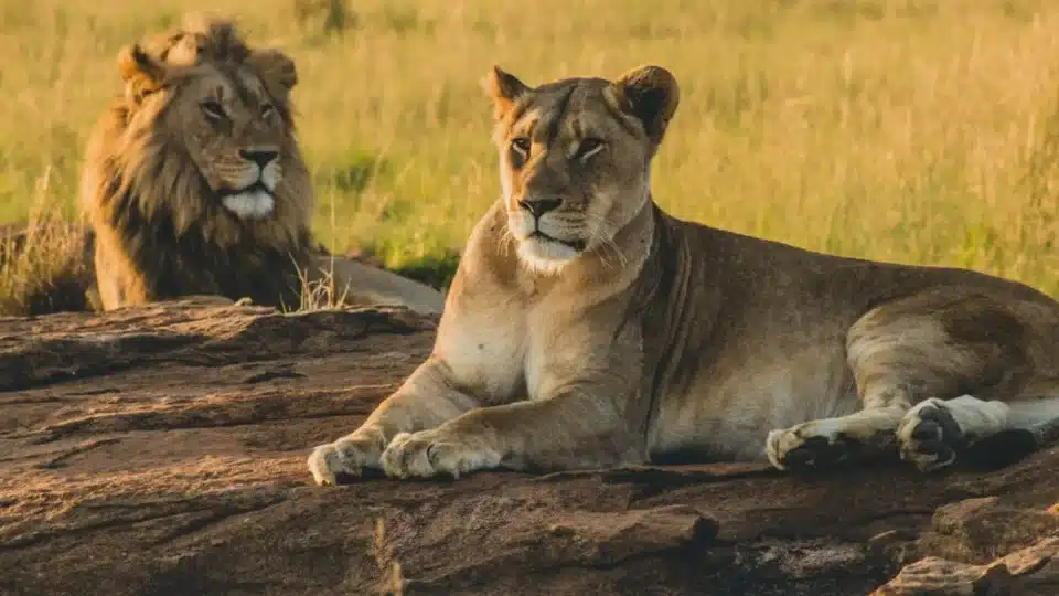 leones 