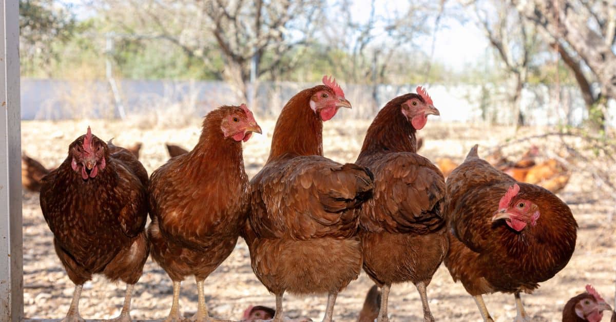 Gallinas
