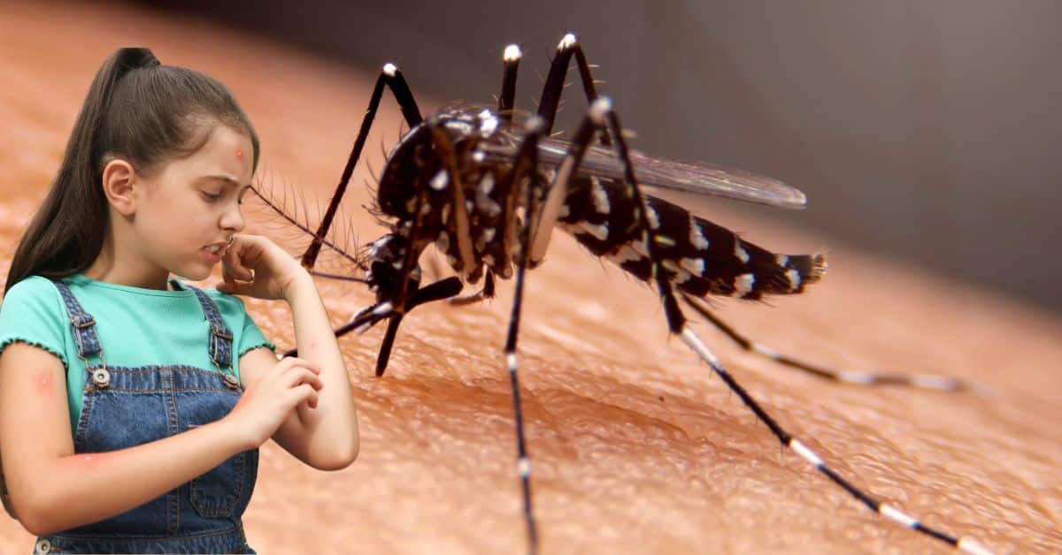 dengue
