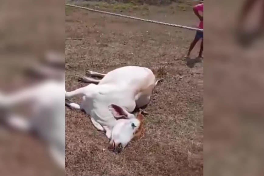 vaca