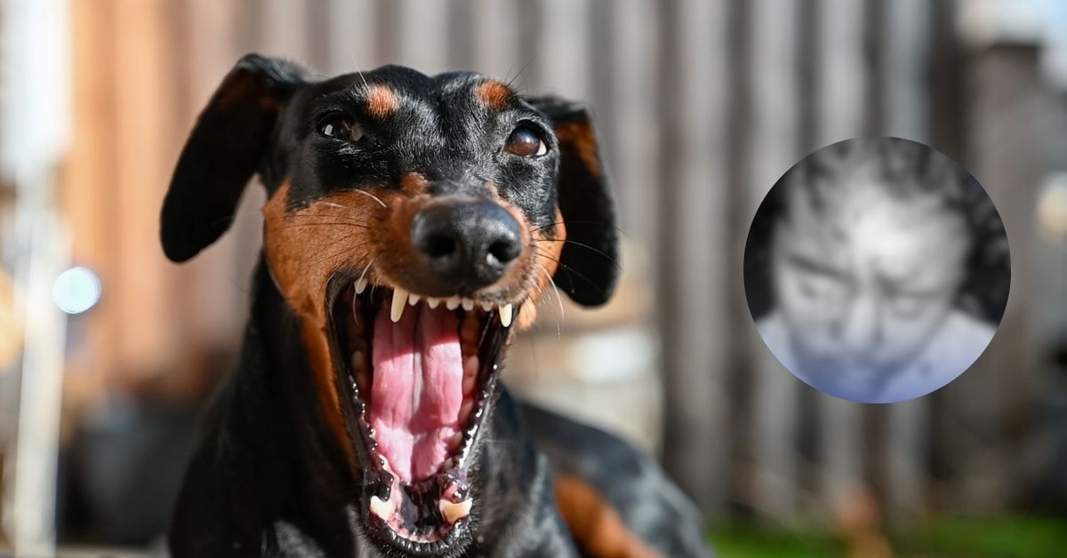 perro
