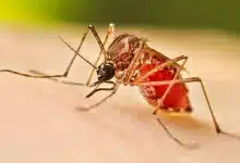 dengue