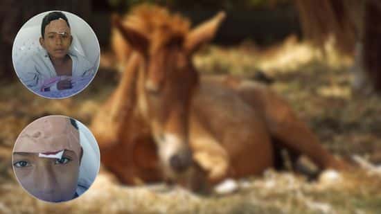 caballo