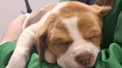 cachorra