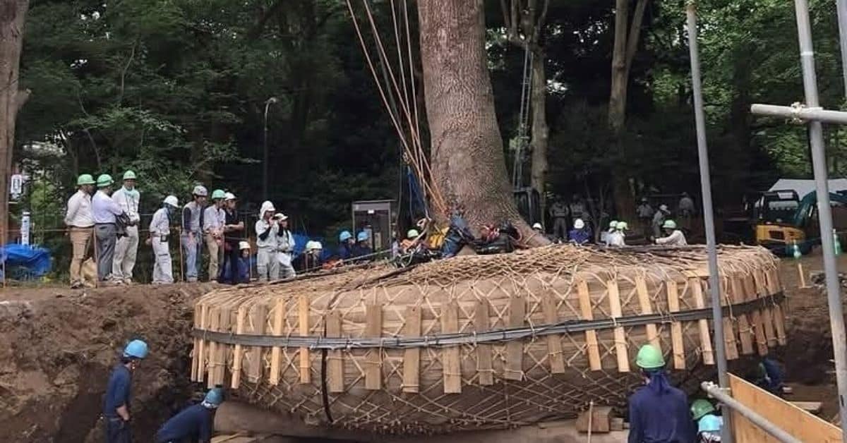 Japón