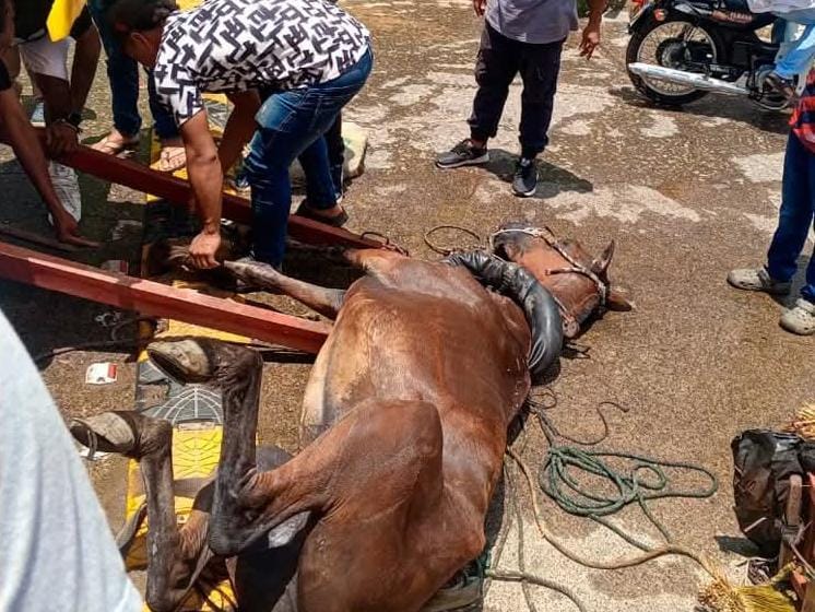 caballo