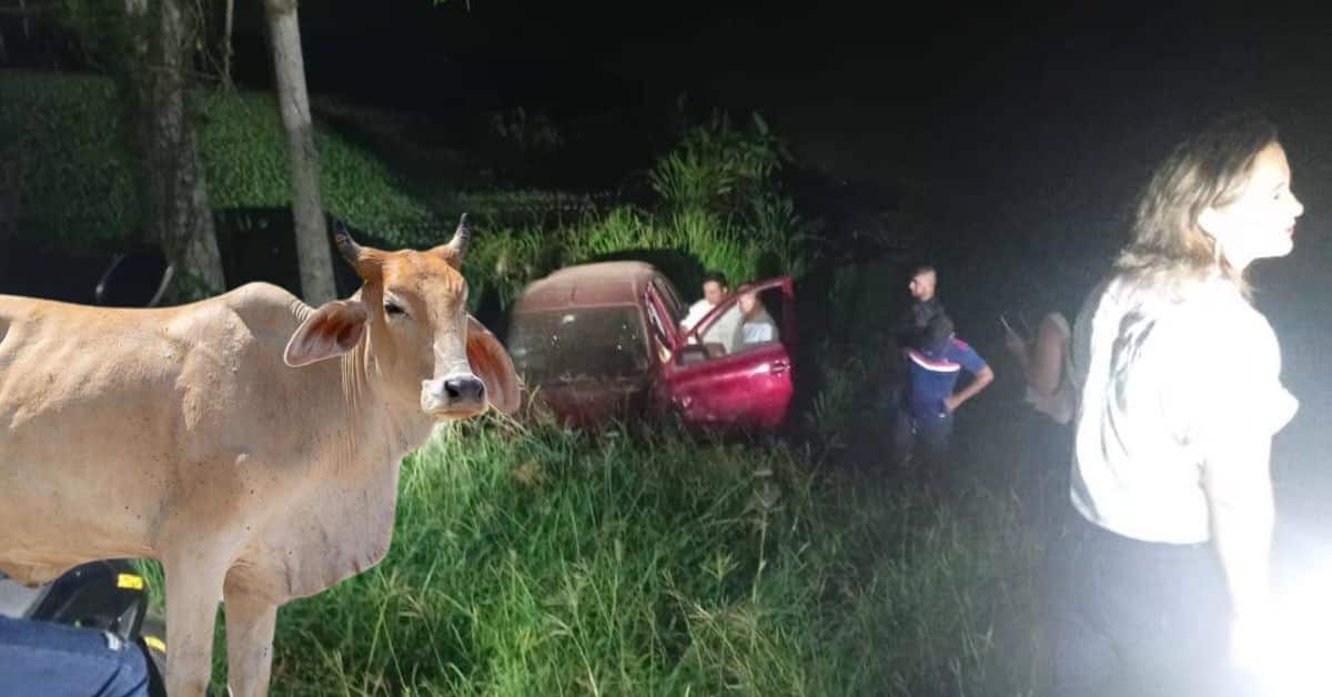 vaca