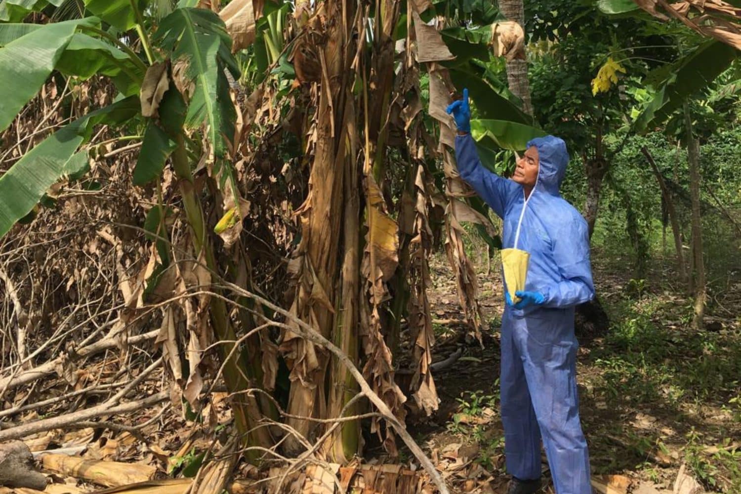 plátano y banano