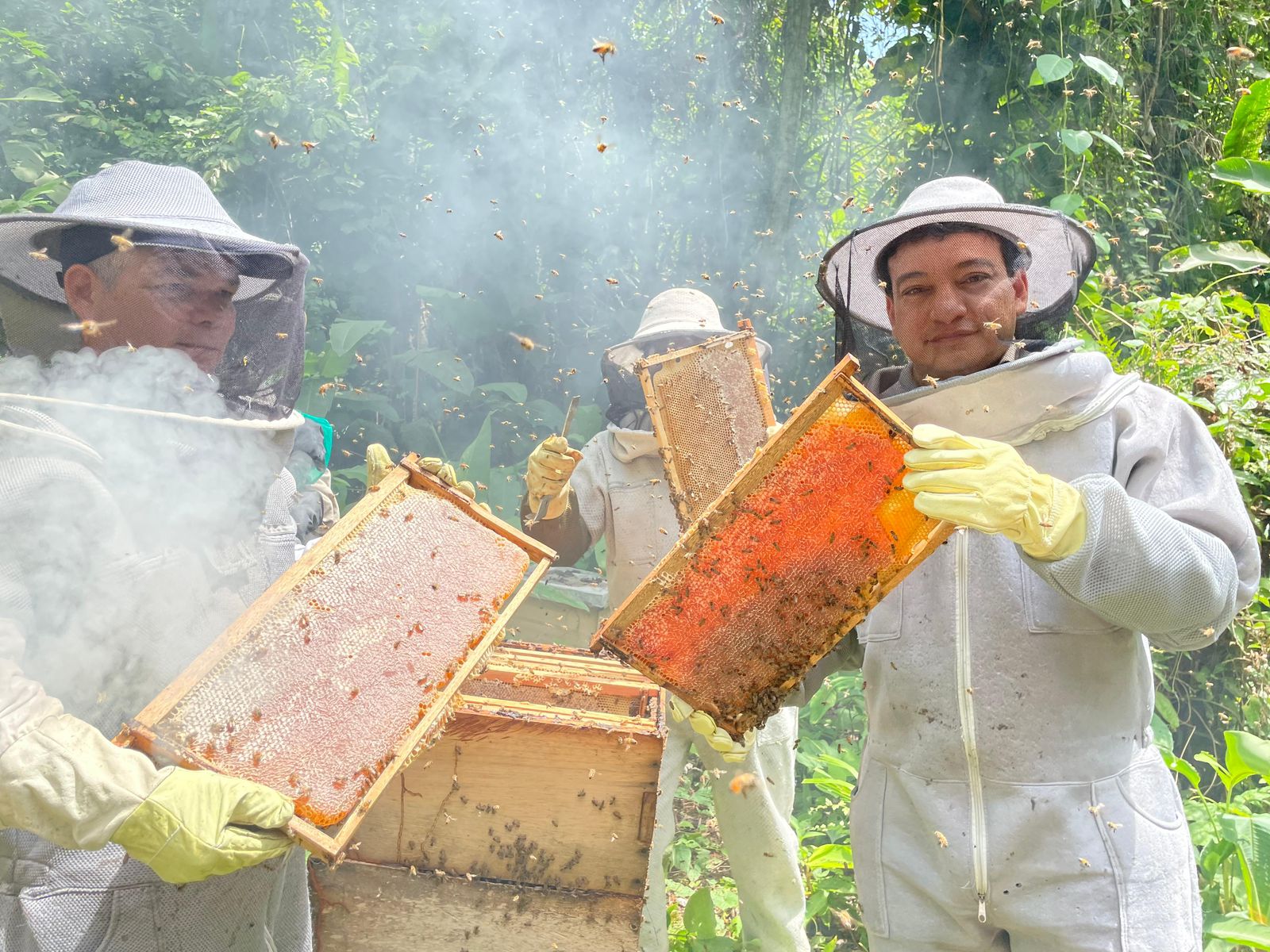 abejas