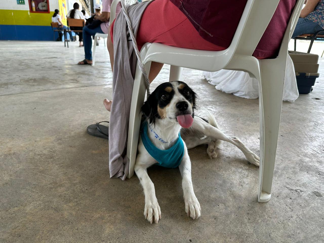 esterilizaciones