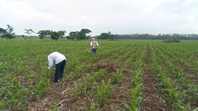 productores