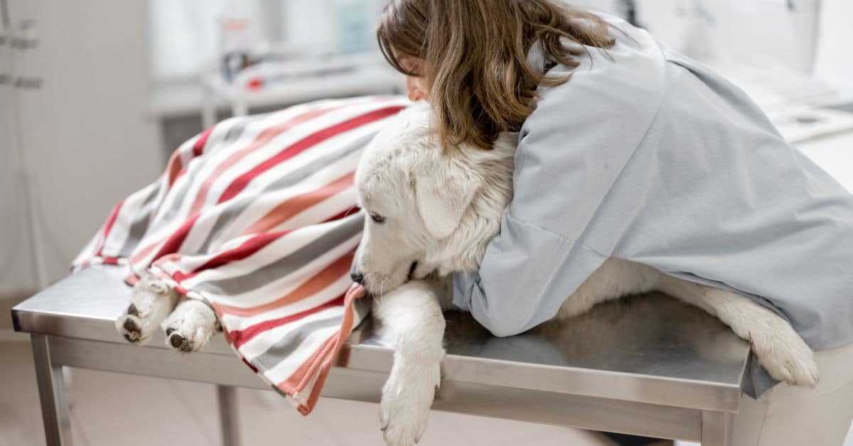 pacientes y mascotas