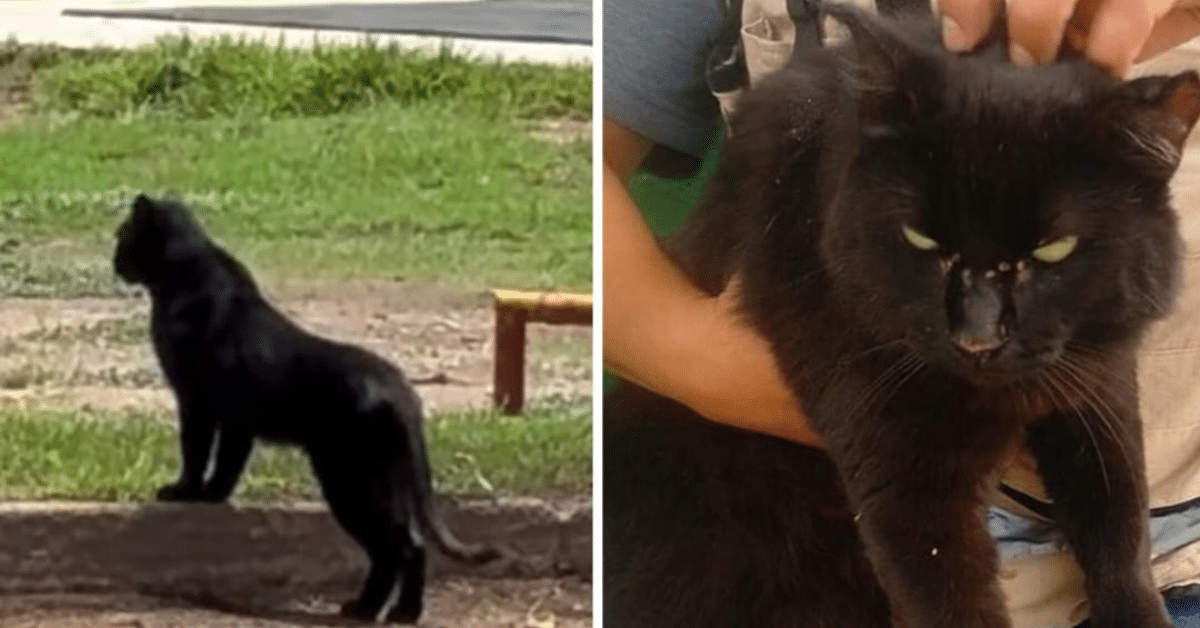 gato