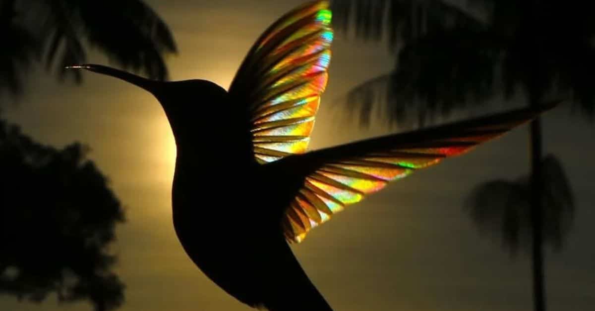 colibrí