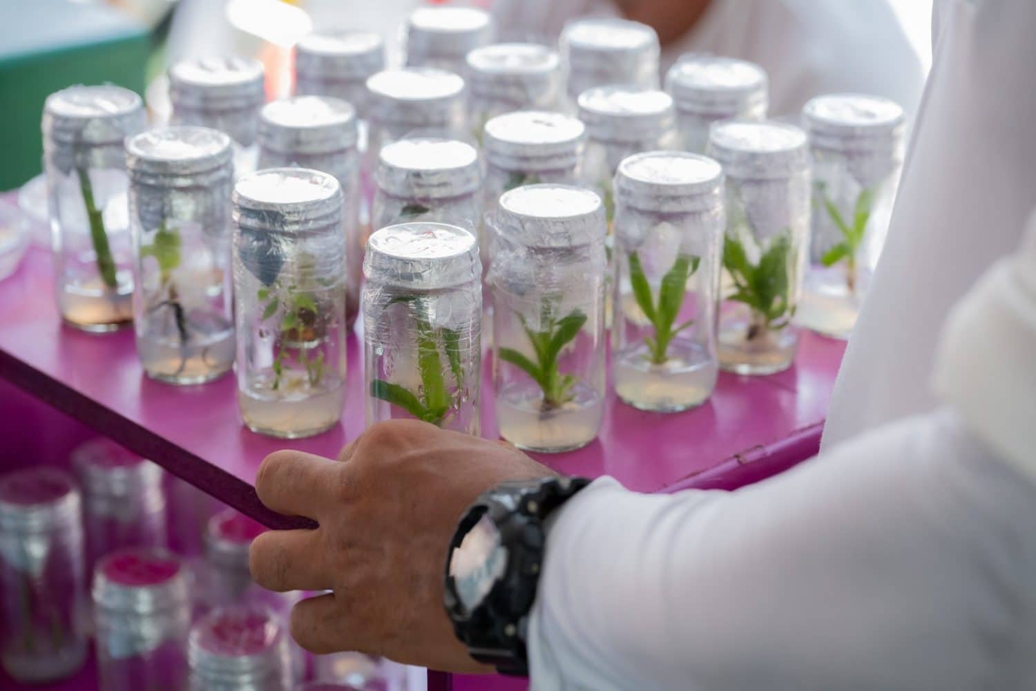 micropropagación