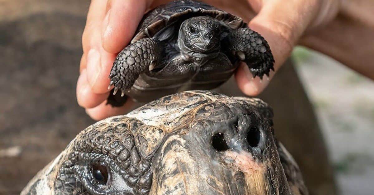 tortuga