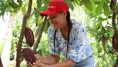 cacao