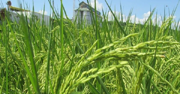 arroz