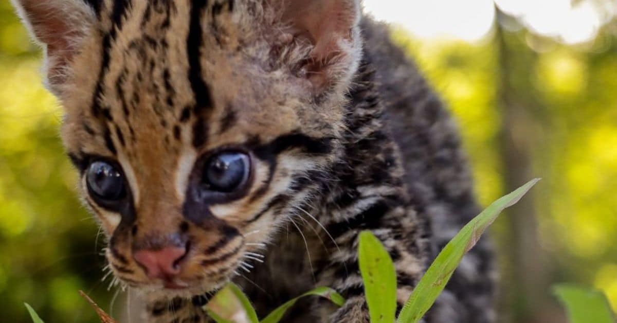 Ocelote