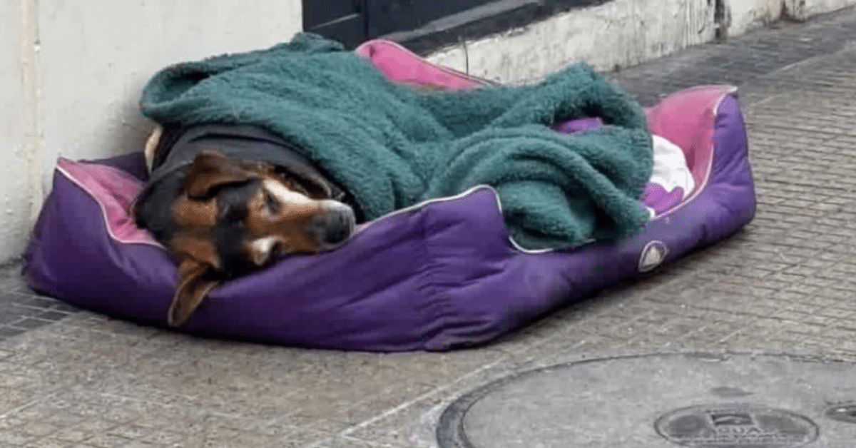 perrito