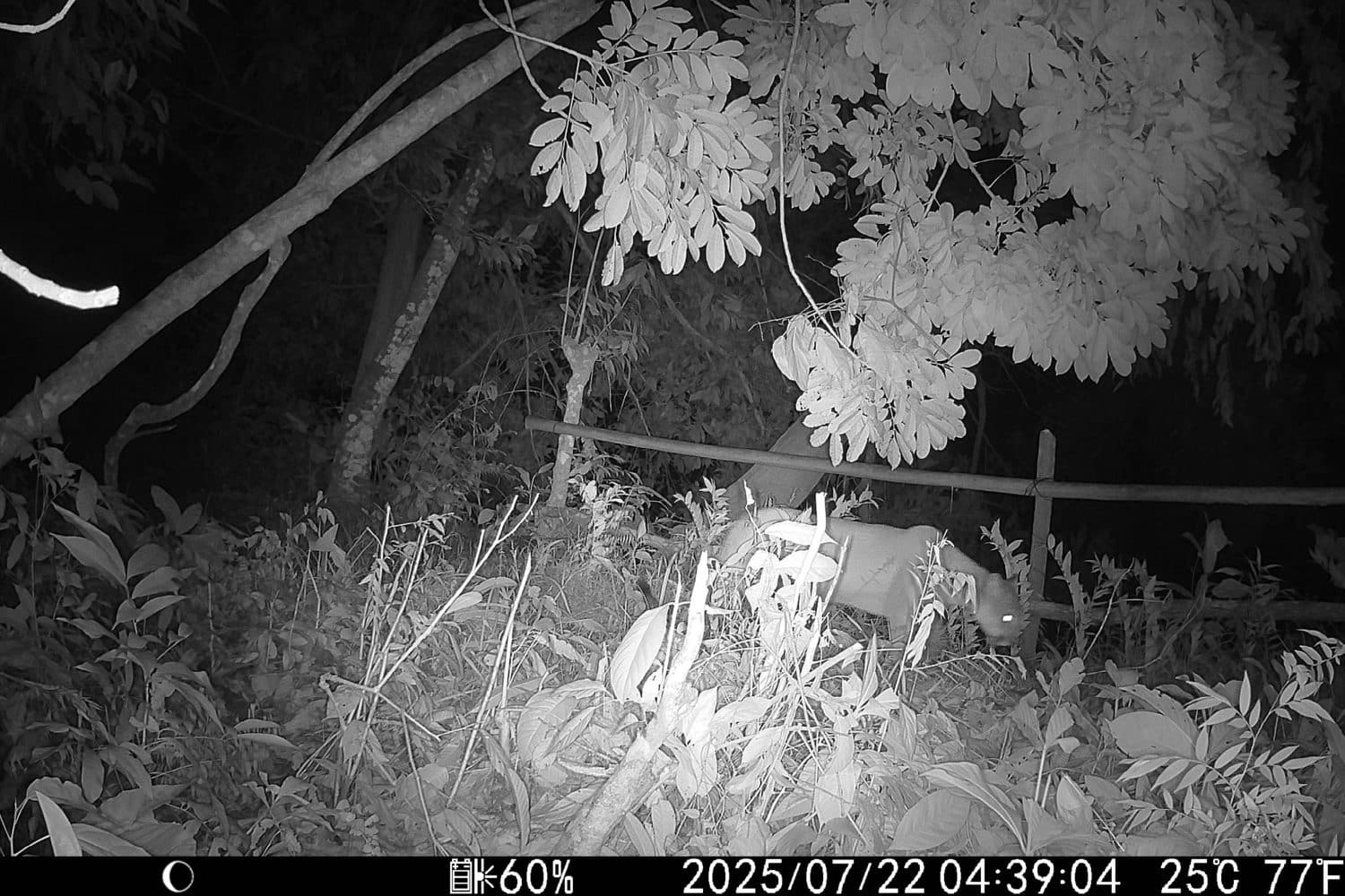 Captan a puma silvestre en la Reserva Natural Santa Fe, Córdoba: un hito para la conservación del Caribe colombiano