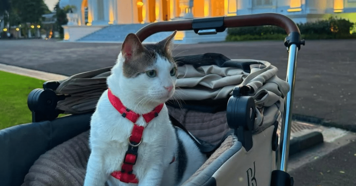 gato