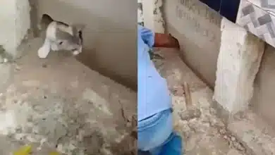 gatos