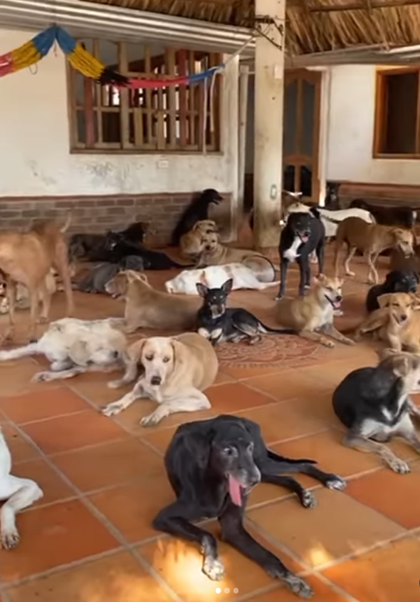 perros
