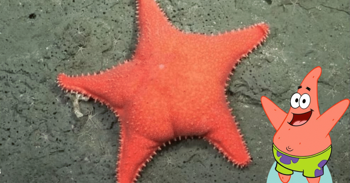 estrella