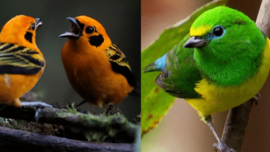 aves